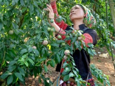 Fruit Packer and Packaging